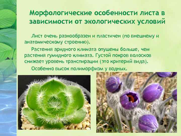 Морфологические особенности листа в зависимости от экологических условий Лист очень разнообразен и пластичен (по