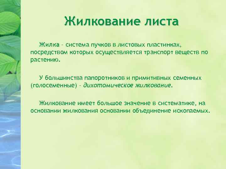 Жилкование листа Жилка – система пучков в листовых пластинках, посредством которых осуществляется транспорт веществ