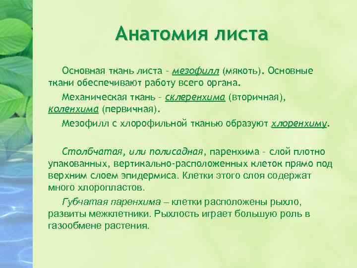 Анатомия листа Основная ткань листа – мезофилл (мякоть). Основные ткани обеспечивают работу всего органа.