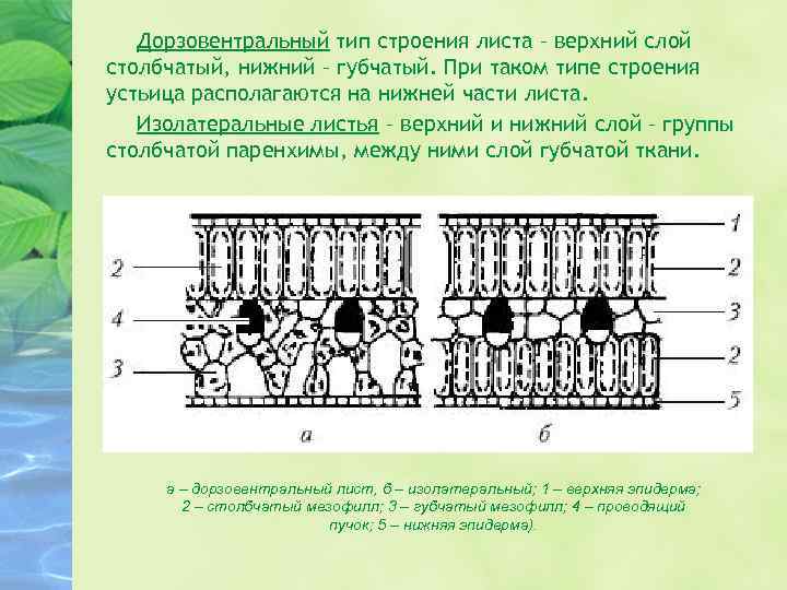 Дорзовентральный тип строения листа – верхний слой столбчатый, нижний – губчатый. При таком типе