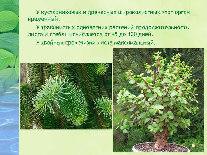 У кустарниковых и древесных широколистных этот орган временный. У травянистых однолетних растений продолжительность листа