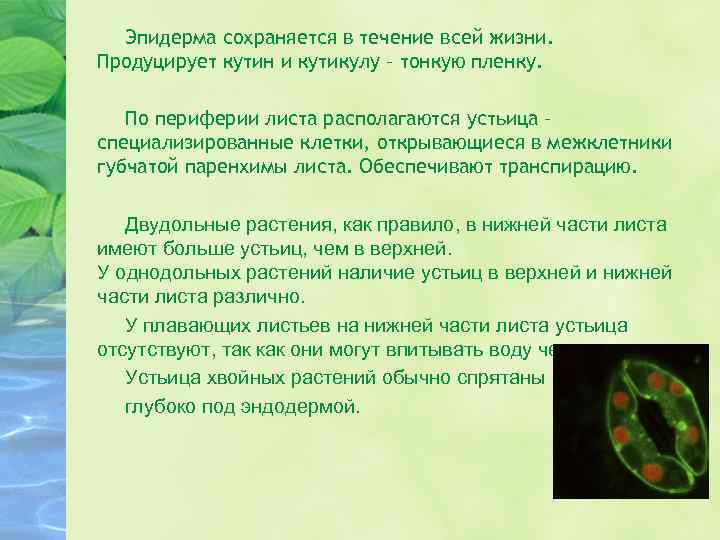 Эпидерма сохраняется в течение всей жизни. Продуцирует кутин и кутикулу – тонкую пленку. По