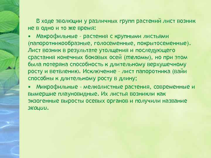 В ходе эволюции у различных групп растений лист возник не в одно и то