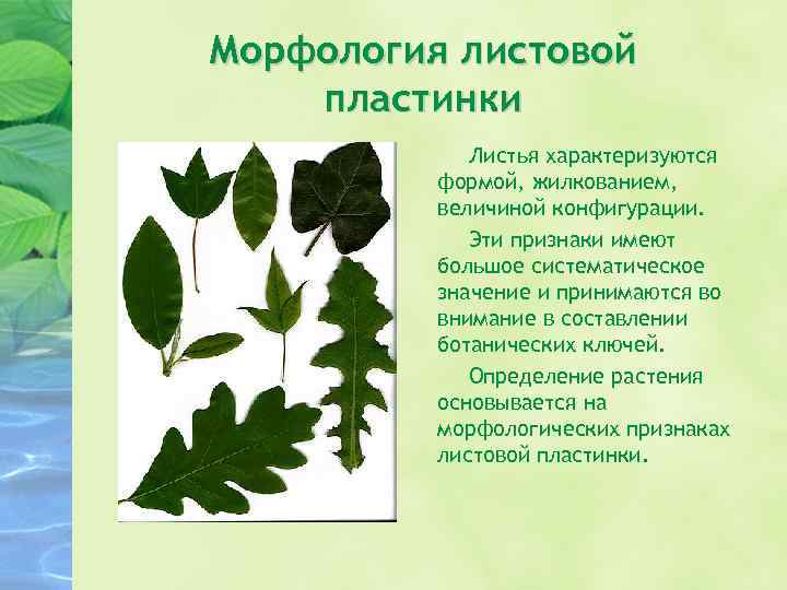 Морфология листовой пластинки Листья характеризуются формой, жилкованием, величиной конфигурации. Эти признаки имеют большое систематическое