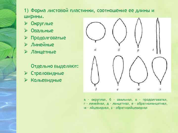 1) Форма листовой пластинки, соотношение ее длины и ширины. Ø Округлые Ø Овальные Ø