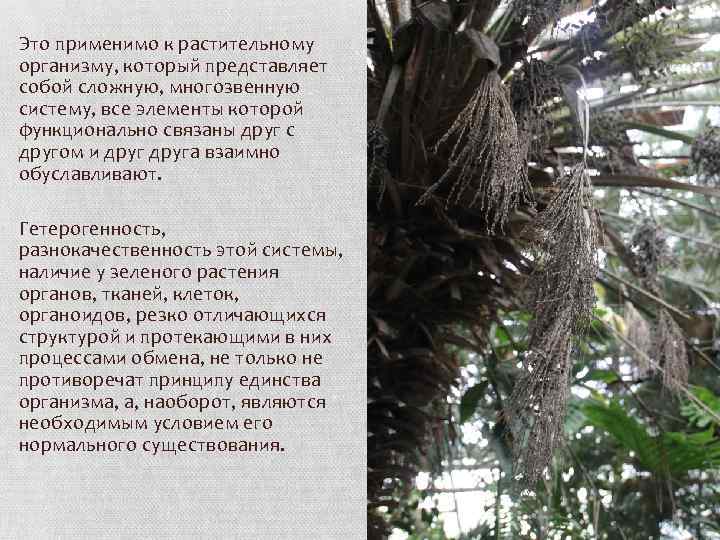 Это применимо к растительному организму, который представляет собой сложную, многозвенную систему, все элементы которой