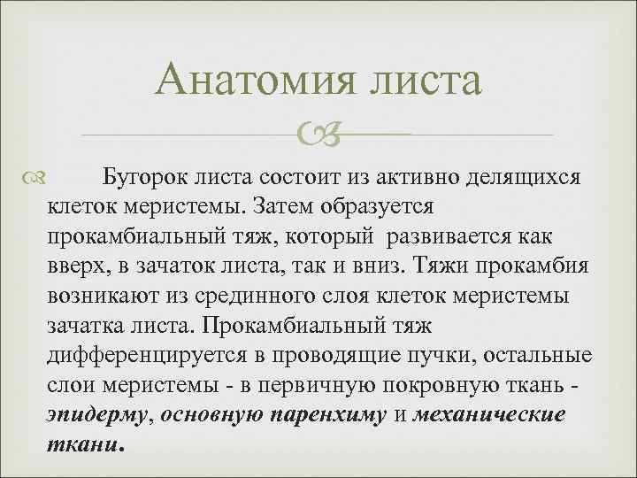 Анатомия листа Бугорок листа состоит из активно делящихся клеток меристемы. Затем образуется прокамбиальный тяж,