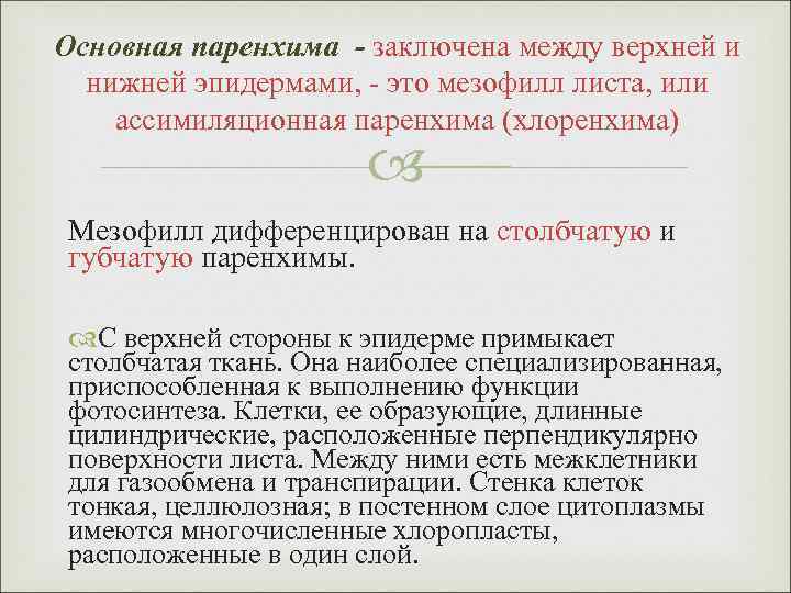 Основная паренхима - заключена между верхней и нижней эпидермами, - это мезофилл листа, или