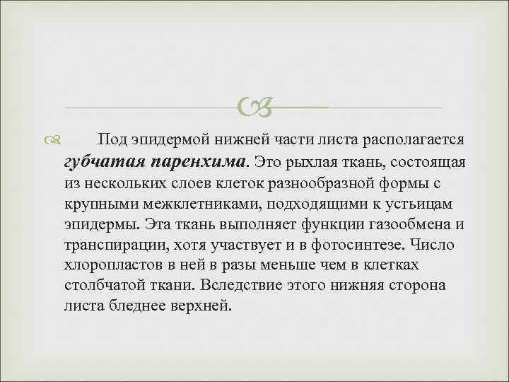  Под эпидермой нижней части листа располагается губчатая паренхима. Это рыхлая ткань, состоящая из