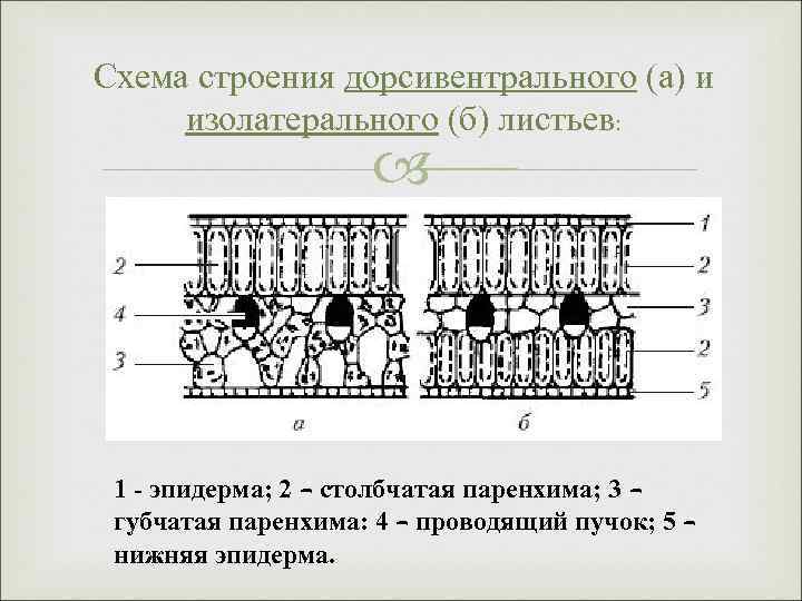 Схема строения дорсивентрального (а) и изолатерального (б) листьев: 1 - эпидерма; 2 – столбчатая