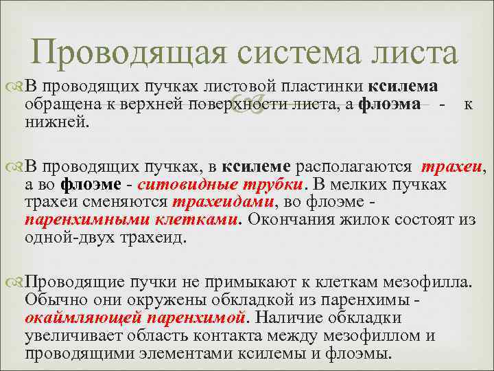 Проводящая система листа В проводящих пучках листовой пластинки ксилема обращена к верхней поверхности листа,
