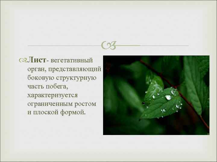  Лист- вегетативный орган, представляющий боковую структурную часть побега, характеризуется ограниченным ростом и плоской