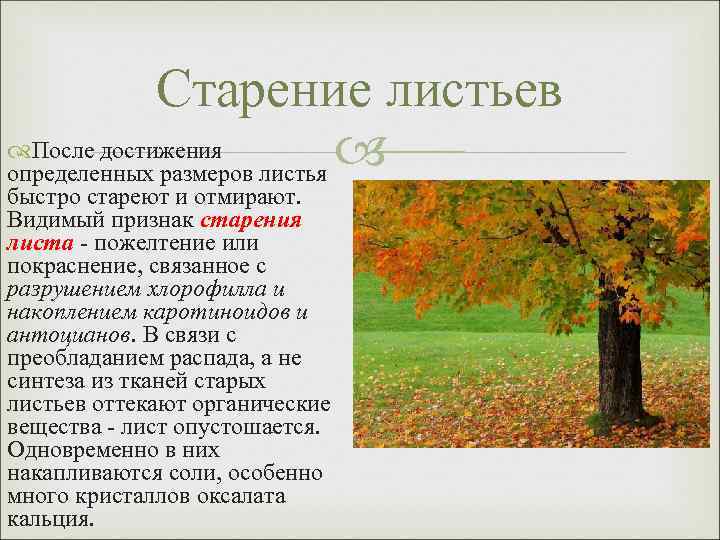 Старение листьев После достижения определенных размеров листья быстро стареют и отмирают. Видимый признак старения