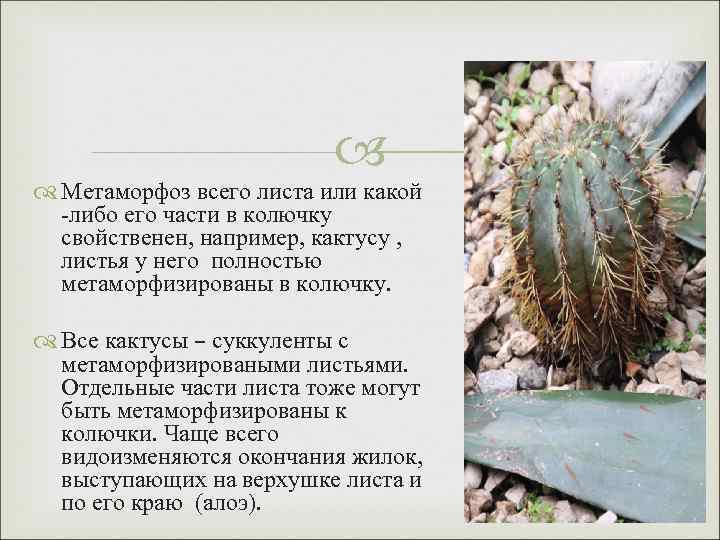  Метаморфоз всего листа или какой -либо его части в колючку свойственен, например, кактусу