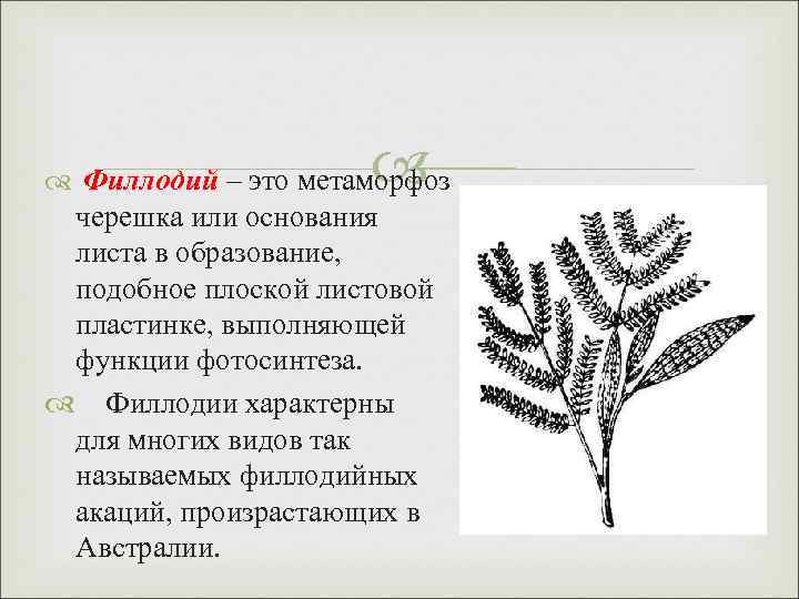  Филлодий – это метаморфоз черешка или основания листа в образование, подобное плоской листовой