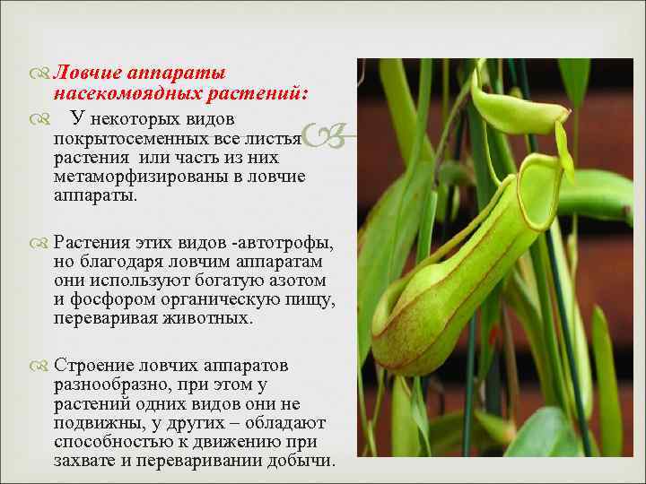  Ловчие аппараты насекомоядных растений: У некоторых видов покрытосеменных все листья растения или часть