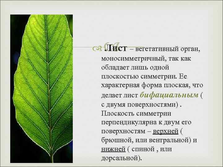 Лист – вегетативный орган, моносимметричный, так как обладает лишь одной плоскостью симметрии. Ее