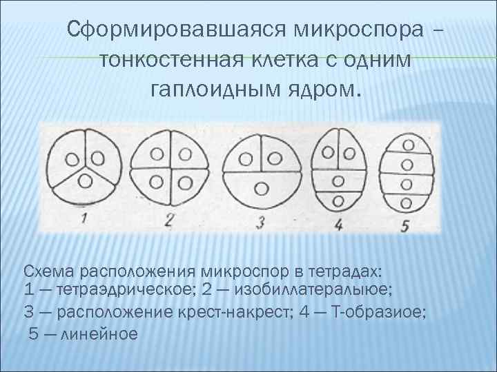 Клетки тетрады микроспор