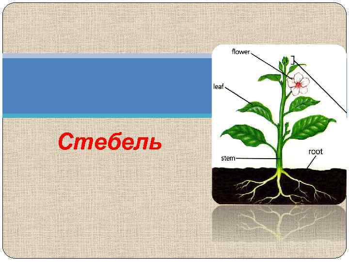 Стебель 