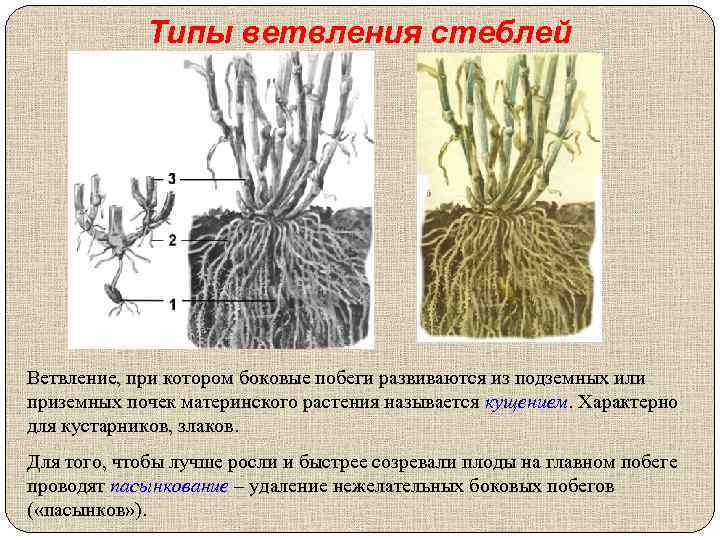 Типы ветвления стеблей Ветвление, при котором боковые побеги развиваются из подземных или приземных почек