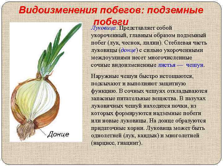Видоизменения побегов: подземные побеги Луковица. Представляет собой укороченный, главным образом подземный побег (лук, чеснок,