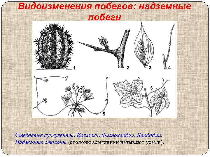 Видоизменения побегов: надземные побеги Стеблевые суккуленты. Колючки. Филлокладии. Кладодии. Надземные столоны (столоны земляники называют