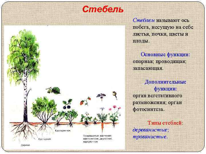 Стебель Стеблем называют ось побега, несущую на себе листья, почки, цветы и плоды. Основные