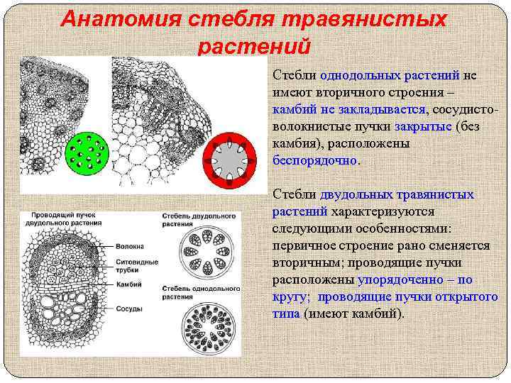 Анатомия стебля травянистых растений Стебли однодольных растений не имеют вторичного строения – камбий не