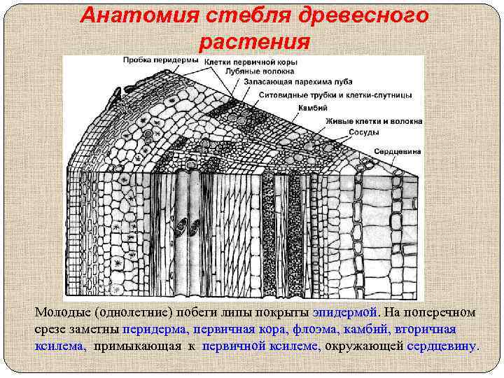 Анатомия стебля древесного растения Молодые (однолетние) побеги липы покрыты эпидермой. На поперечном срезе заметны