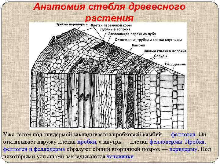 Анатомия стебля древесного растения Уже летом под эпидермой закладывается пробковый камбий — феллоген. Он