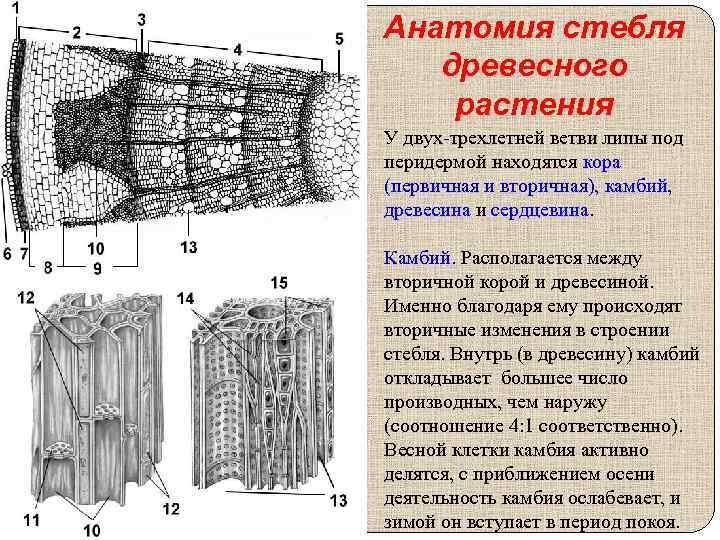 Анатомия стебля древесного растения У двух-трехлетней ветви липы под перидермой находятся кора (первичная и