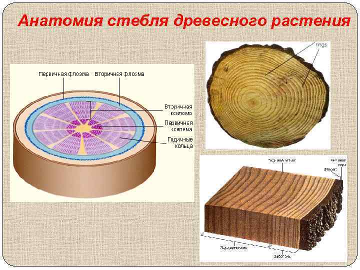 Анатомия стебля древесного растения 