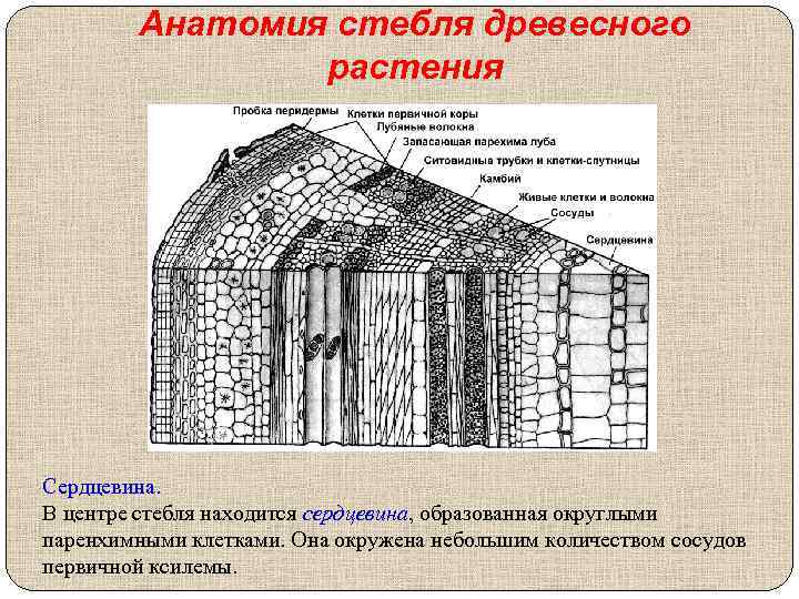 Анатомия стебля древесного растения Сердцевина. В центре стебля находится сердцевина, образованная округлыми паренхимными клетками.