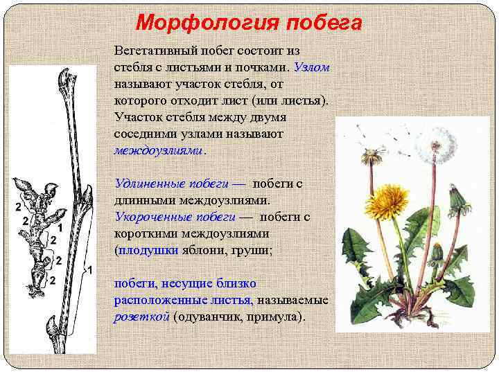 Морфология побега Вегетативный побег состоит из стебля с листьями и почками. Узлом называют участок