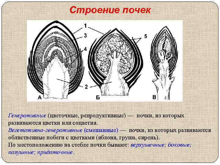 Строение почек Генеративные (цветочные, репродуктивные) — почки, из которых развиваются цветки или соцветия. Вегетативно-генеративные