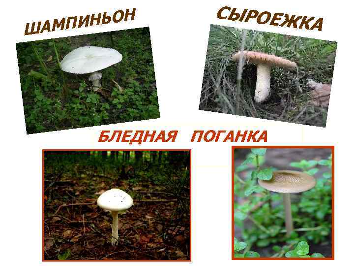 ША НЬОН МПИ СЫРОЕЖ КА БЛЕДНАЯ ПОГАНКА 