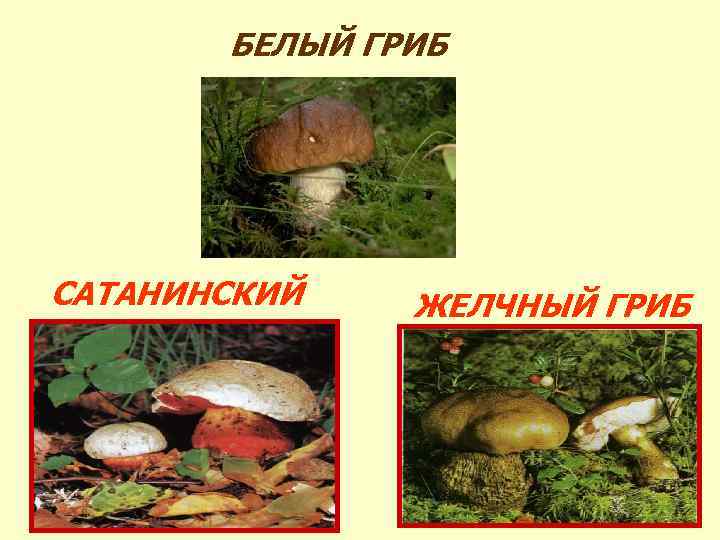 БЕЛЫЙ ГРИБ САТАНИНСКИЙ ЖЕЛЧНЫЙ ГРИБ 