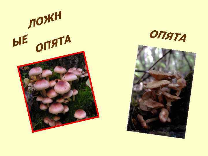 ЖН ЛО ЫЕ ЯТА ОП ОПЯТА 