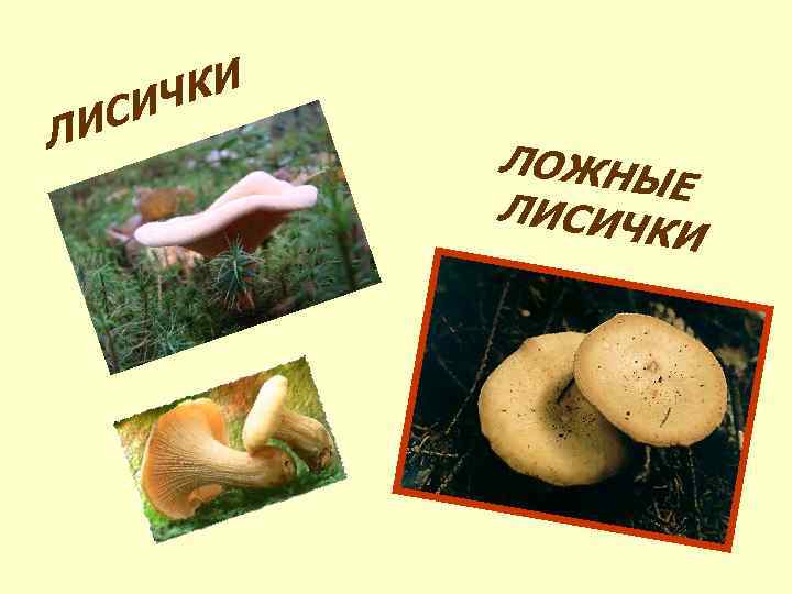 ИС Л КИ ИЧ ЛОЖНЫ Е ЛИСИЧ КИ 