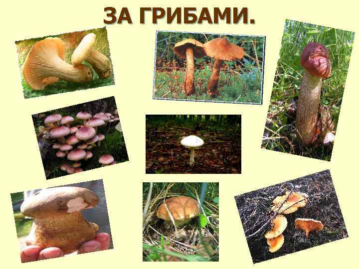 ЗА ГРИБАМИ. 
