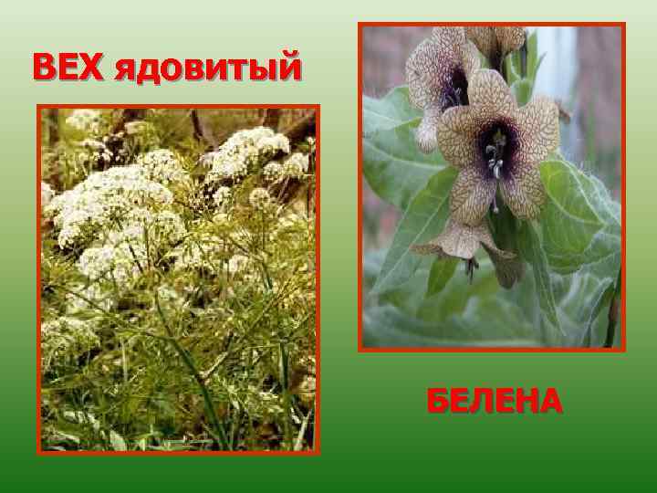 ВЕХ ядовитый БЕЛЕНА 