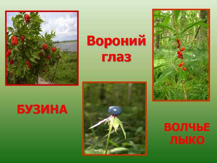 Вороний глаз БУЗИНА ВОЛЧЬЕ ЛЫКО 