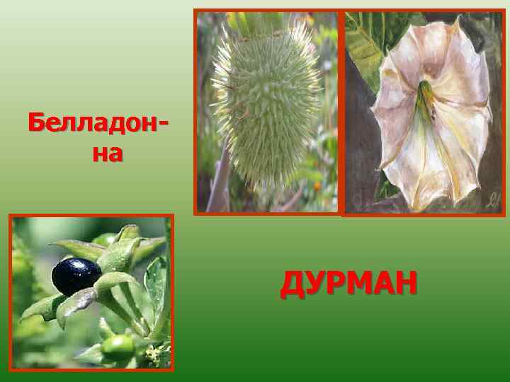 Белладонна ДУРМАН 