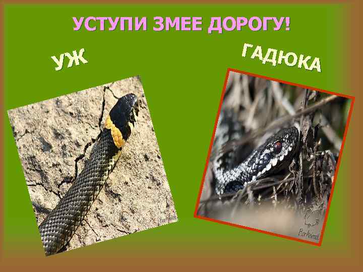 УСТУПИ ЗМЕЕ ДОРОГУ! ГАДЮ КА УЖ 