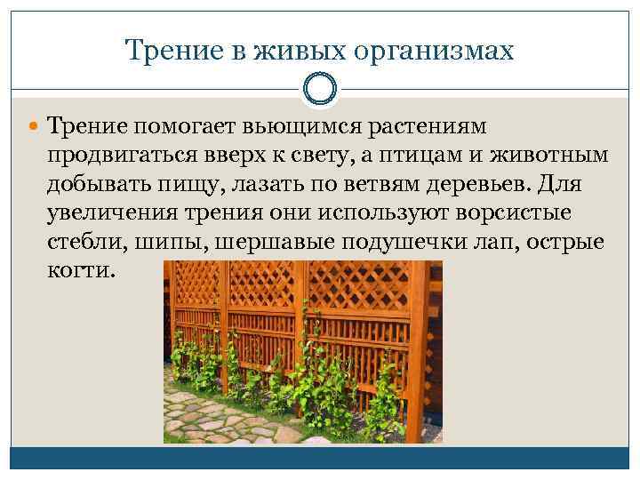 Трение в живых организмах Трение помогает вьющимся растениям продвигаться вверх к свету, а птицам