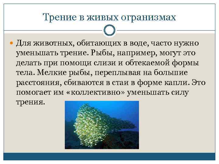 Трение в живых огранизмах Для животных, обитающих в воде, часто нужно уменьшать трение. Рыбы,