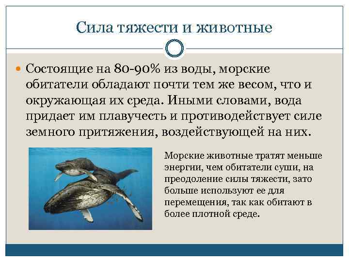 Сила тяжести и животные Состоящие на 80 -90% из воды, морские обитатели обладают почти
