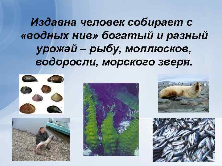 Издавна человек собирает с «водных нив» богатый и разный урожай – рыбу, моллюсков, водоросли,