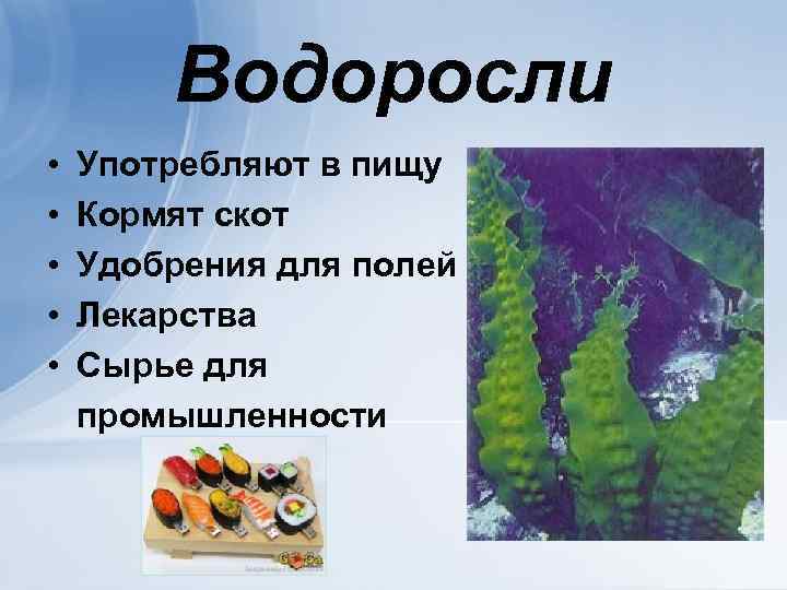 Водоросли • • • Употребляют в пищу Кормят скот Удобрения для полей Лекарства Сырье