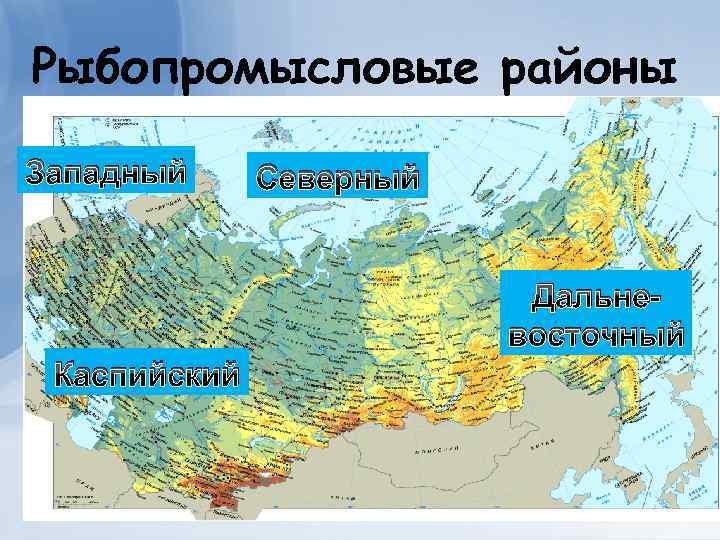 Рыбопромысловые районы Западный Северный Дальневосточный Каспийский 